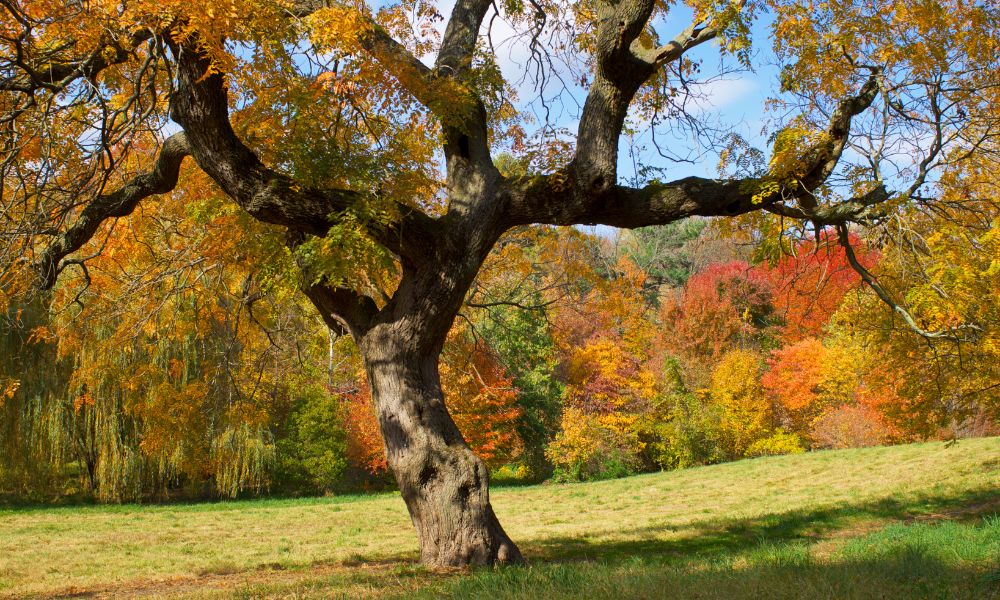 arborétum, ősz